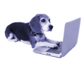 Gracies Dog Blog